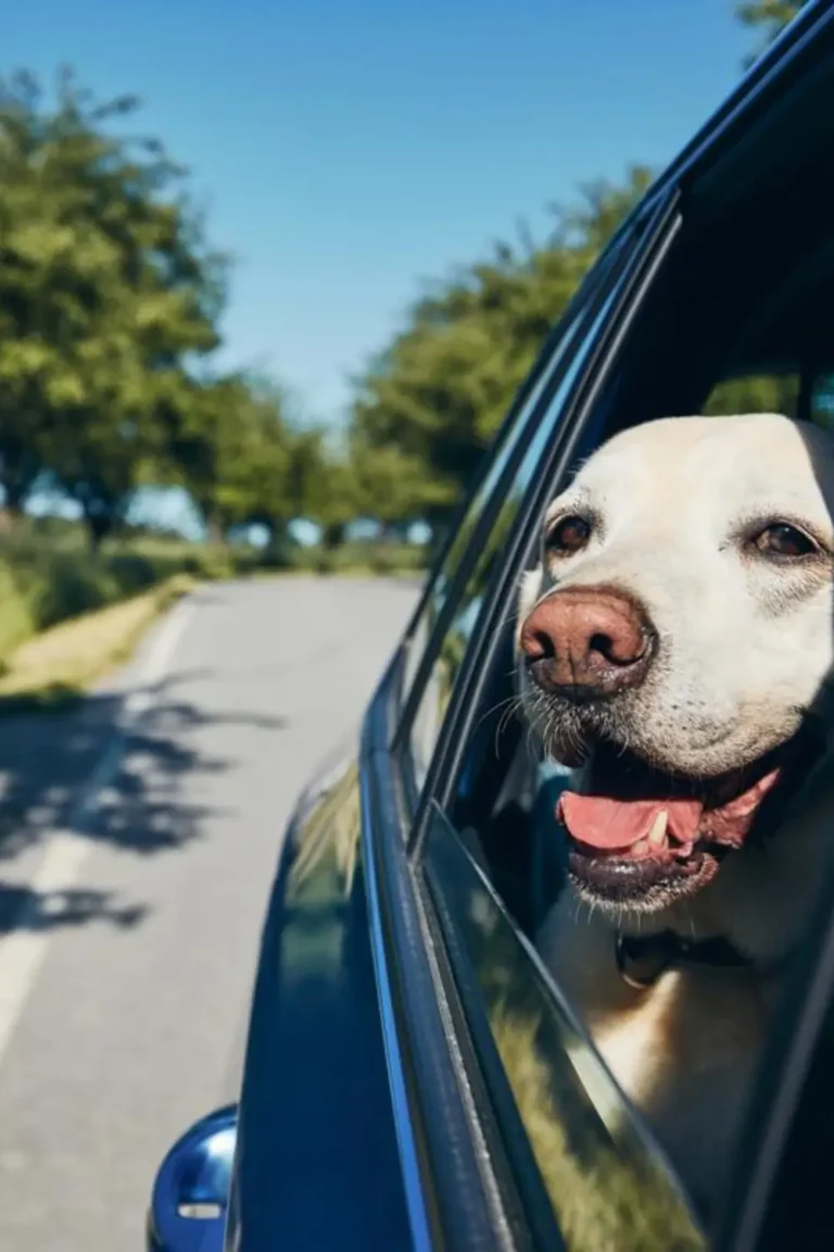 13 pet travel products you would love this 2024