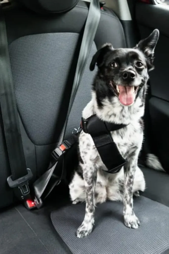 black white dog with seatbelt