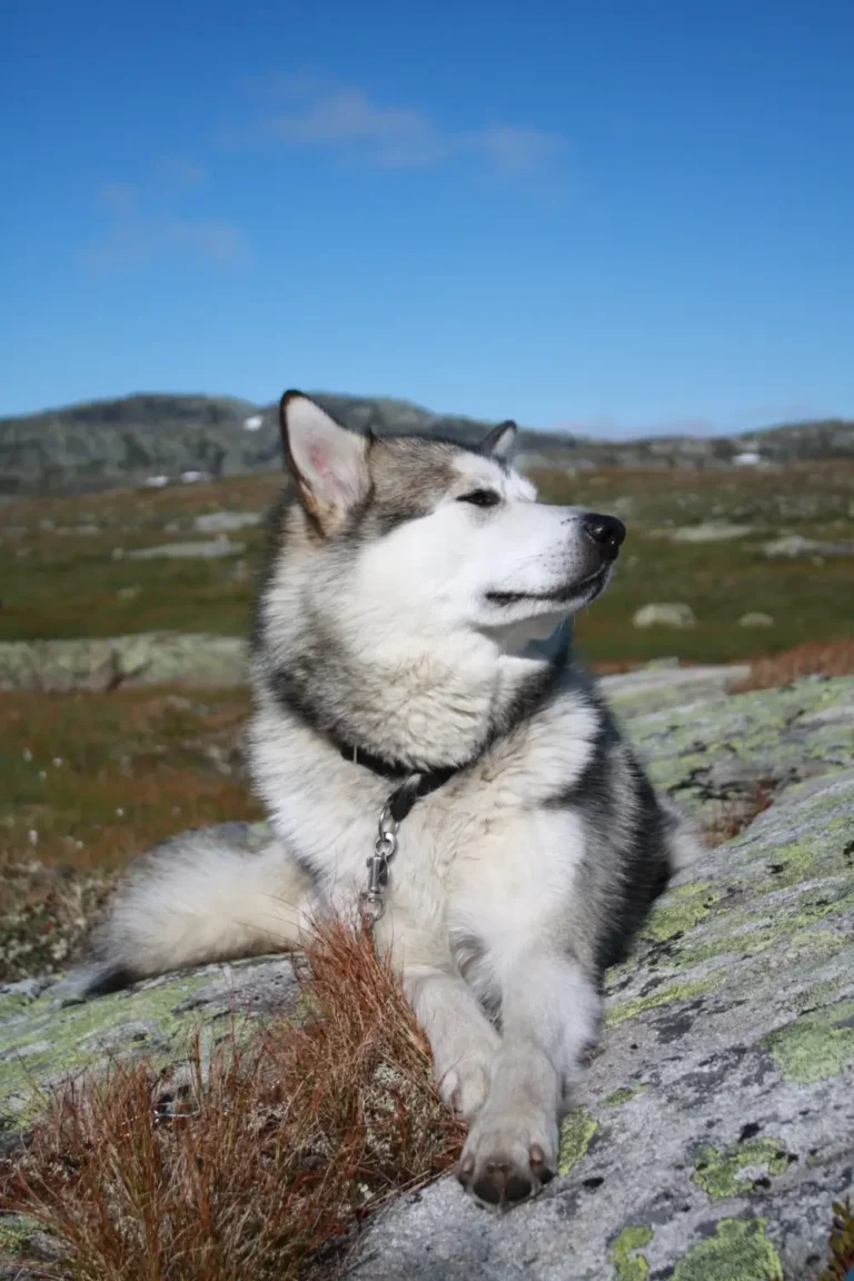 can I travel with my husky on a plane