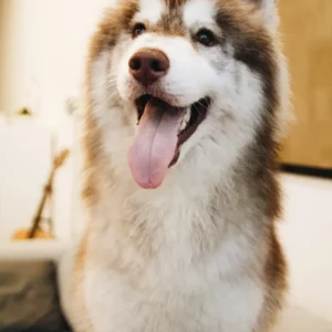 cute brown husky