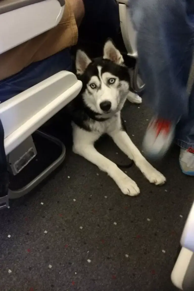 cute husky on airplane