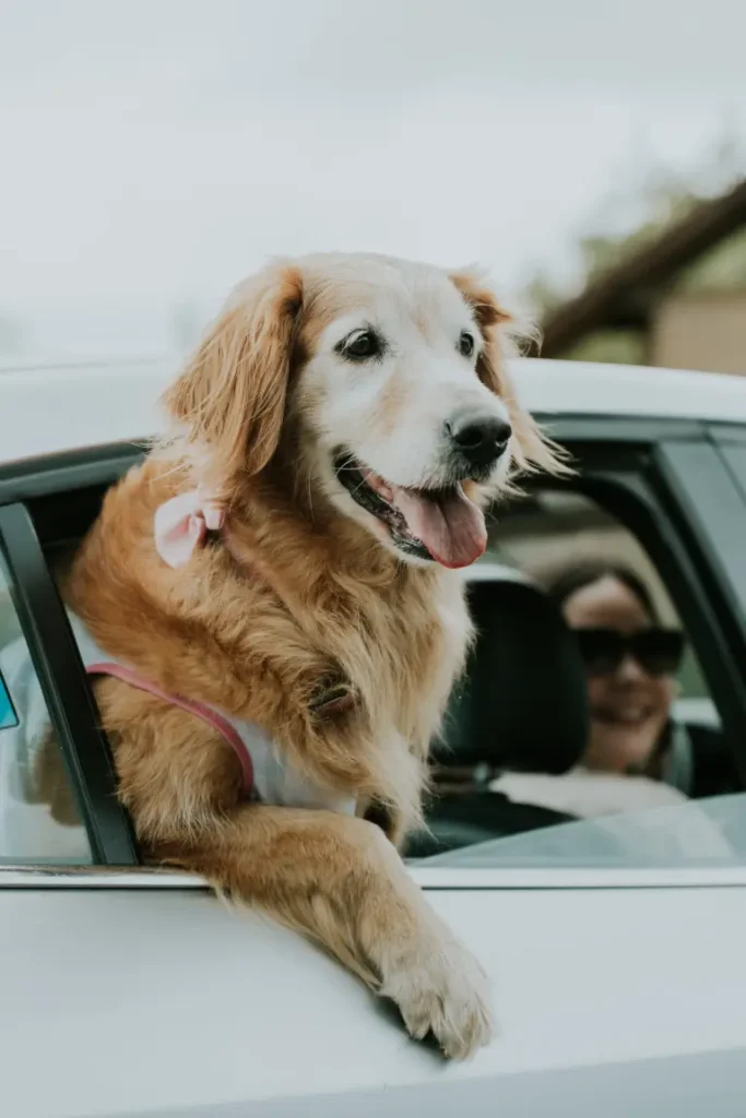 dog happily enjoying car rides