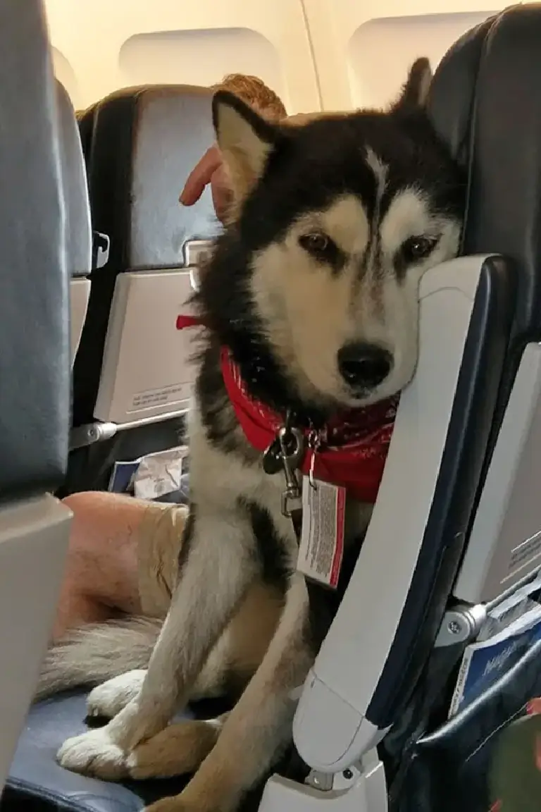 husky inside the cabin