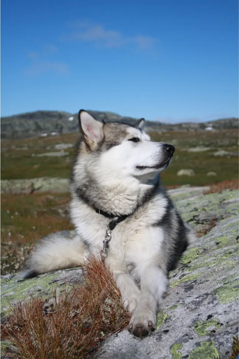 husky on mountain trip