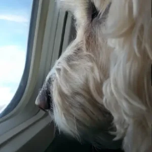 large dog looking outside airplane window