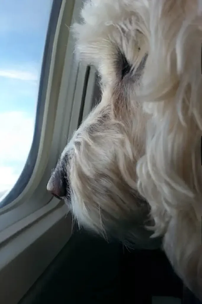 large dog looking outside airplane window