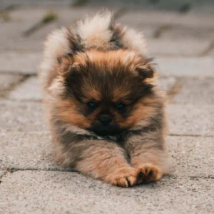 small brown dogs