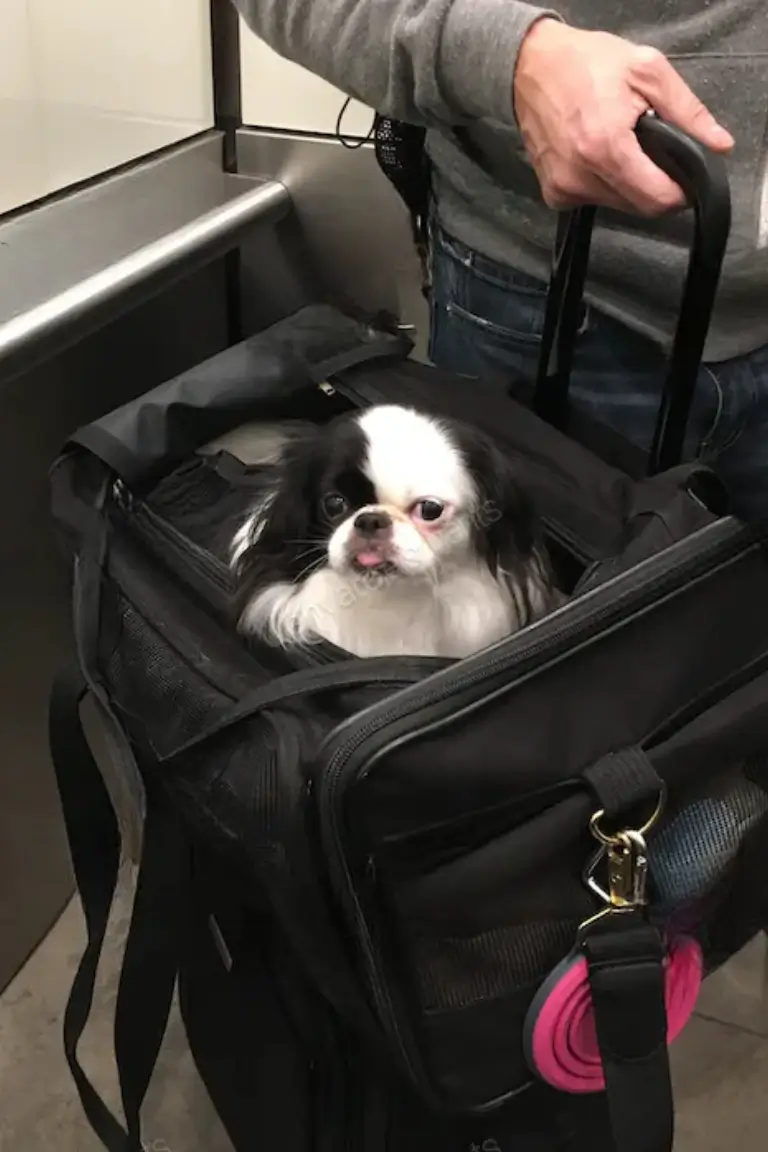 small dog inside carry on bag