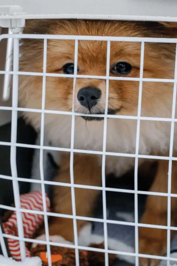 small dog inside travel carrier