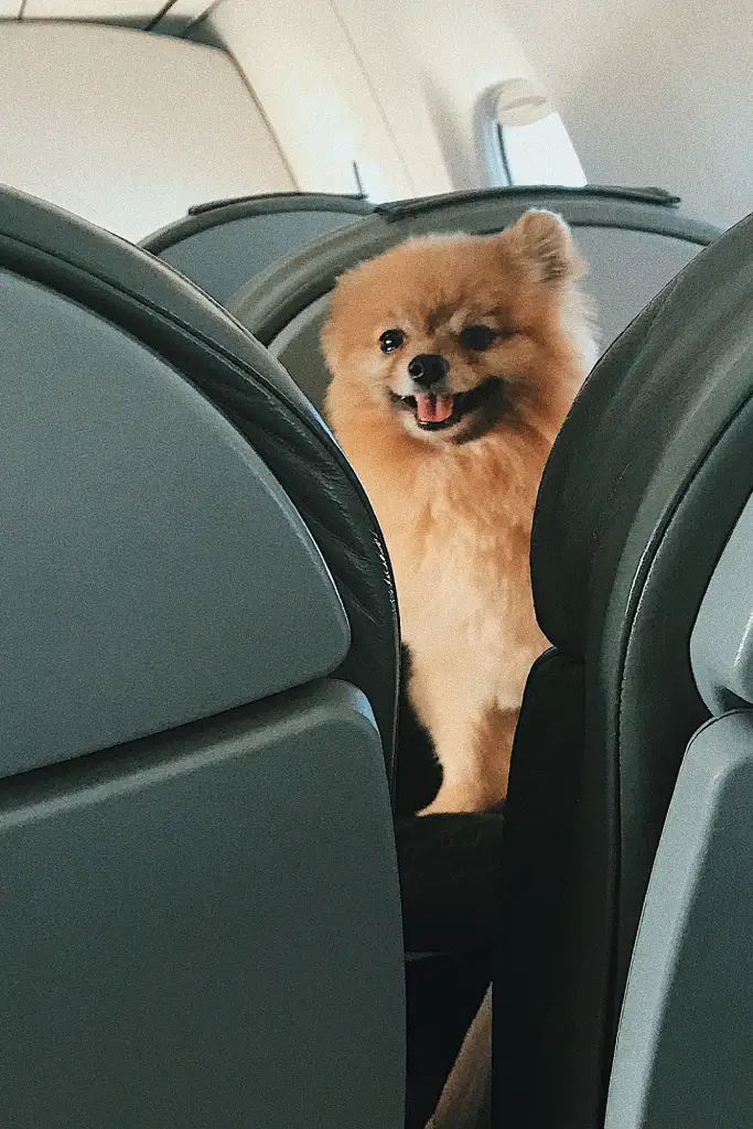 small dog on the airplane seat