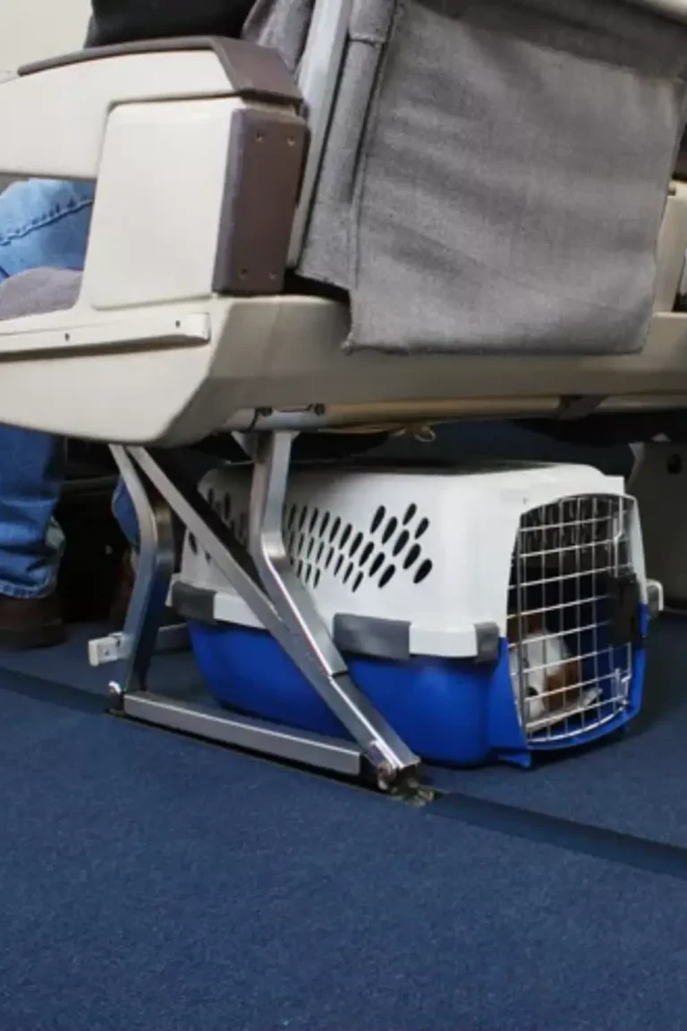 what is the largest pet carrier allowed on a plane