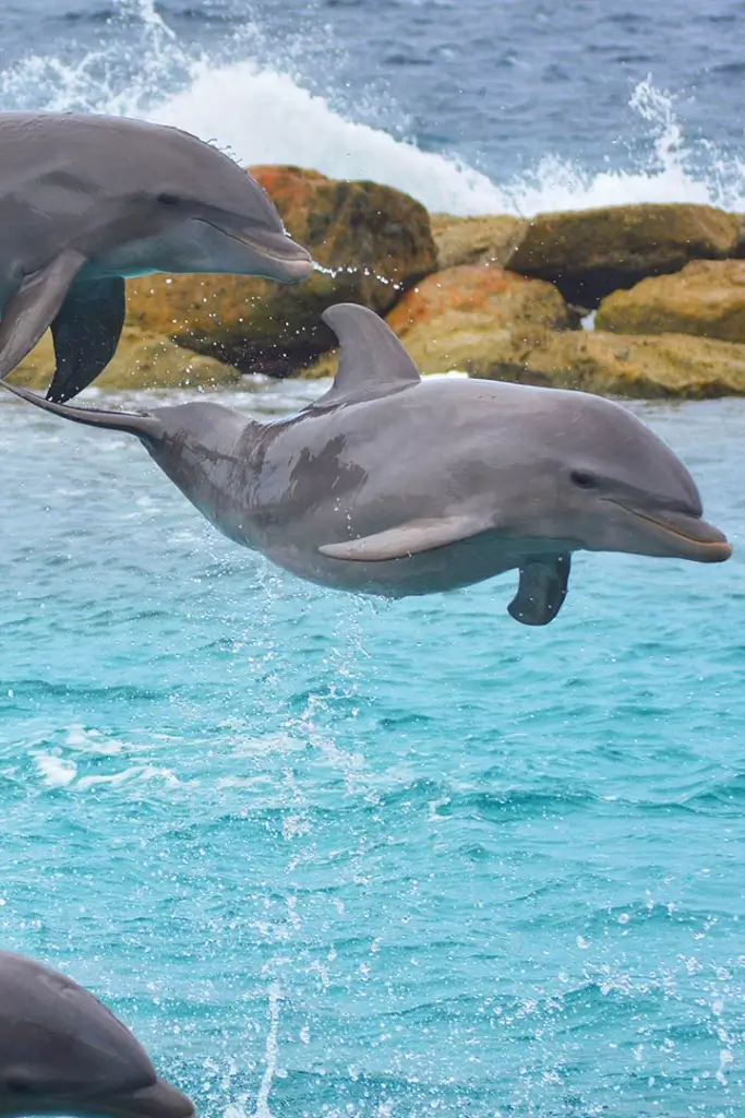 dolphin swimming with pod