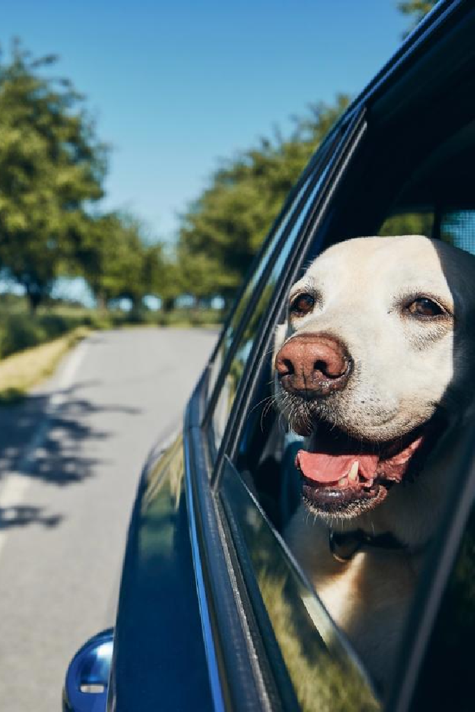 happy white dog riding a car furrtrekker