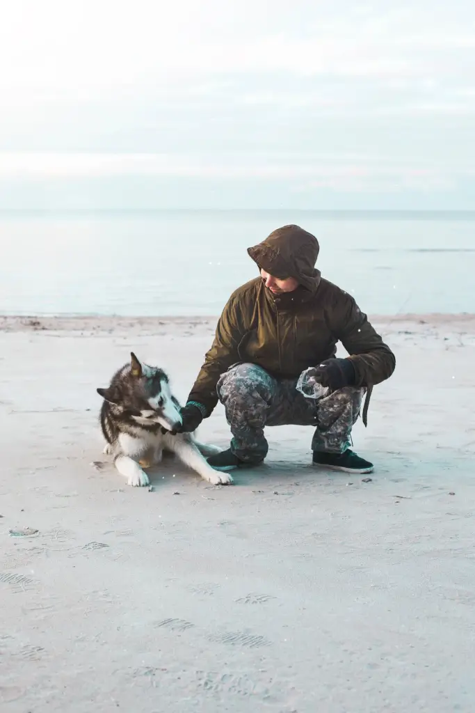 husky with fur owner