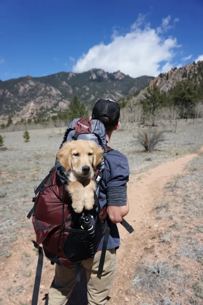 man carrying his golden retriver using travel bag