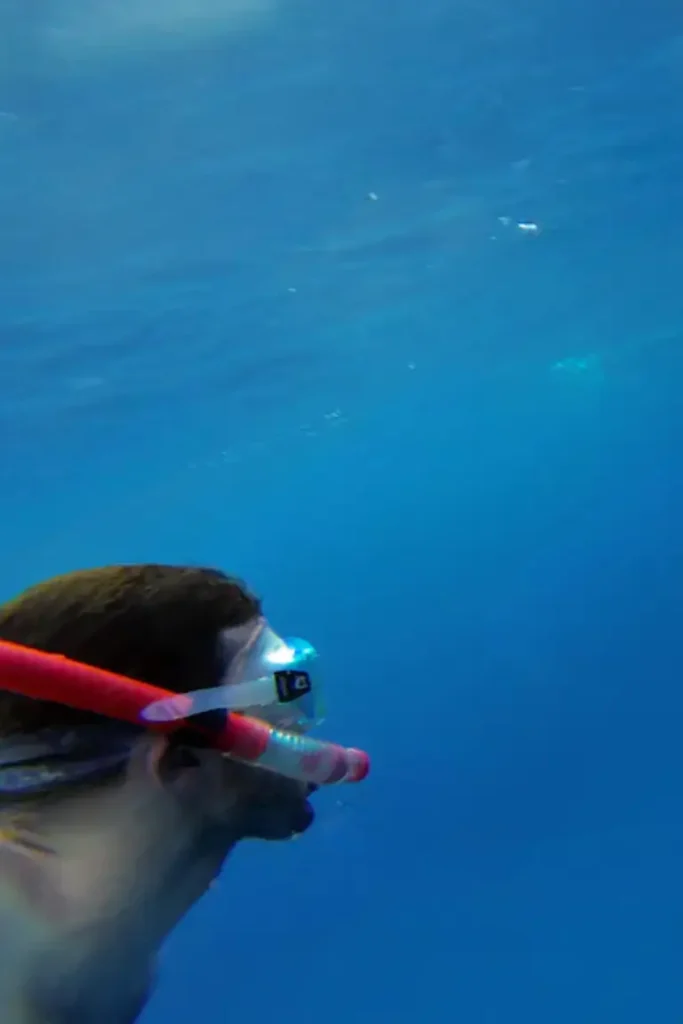 snorkeling with dolphin