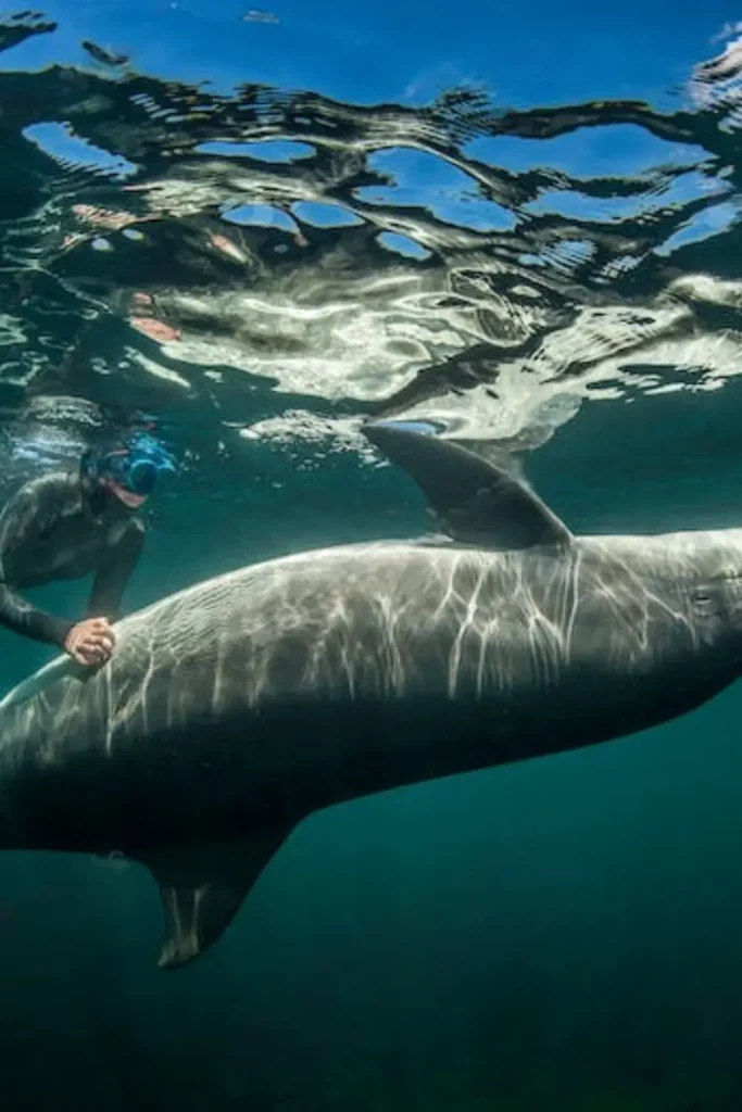 swimming with dolphin in the wild