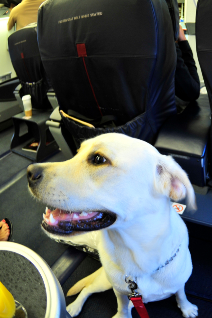 light colored dog with a red leash sitting attentively on an airplane seat