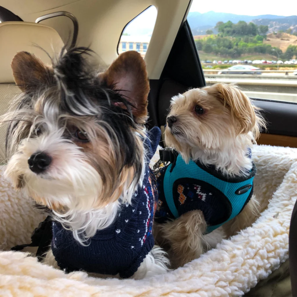 two small dogs in sweaters sit on a blanket inside a car looking out the window