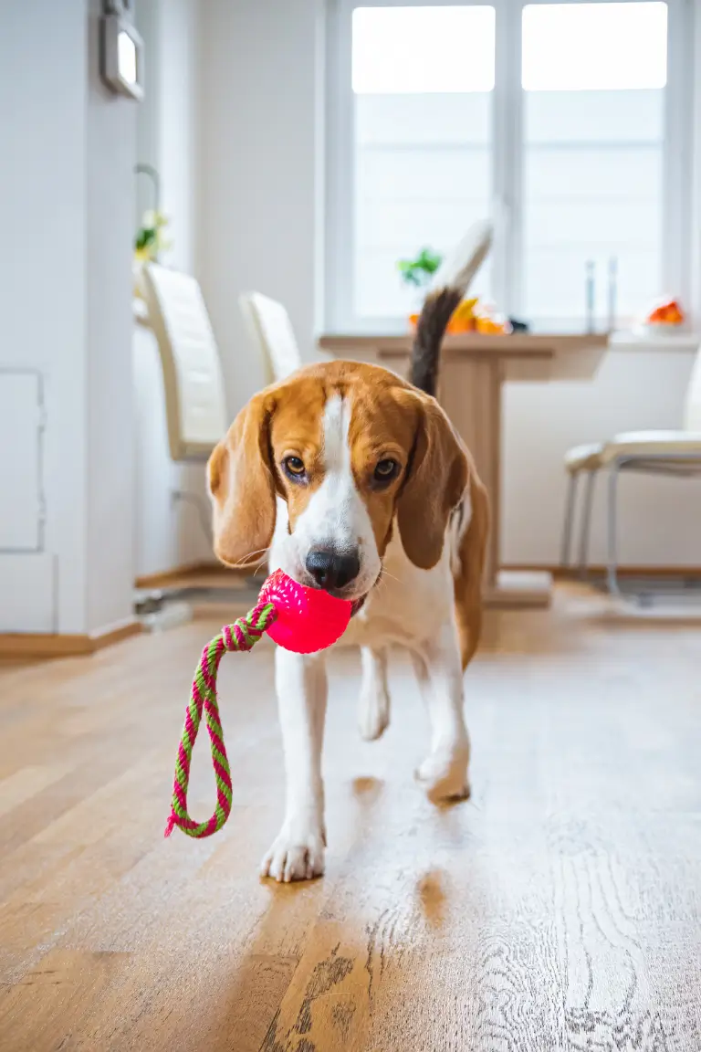 a brown and white dog holding a red toy with ropes in a bright room