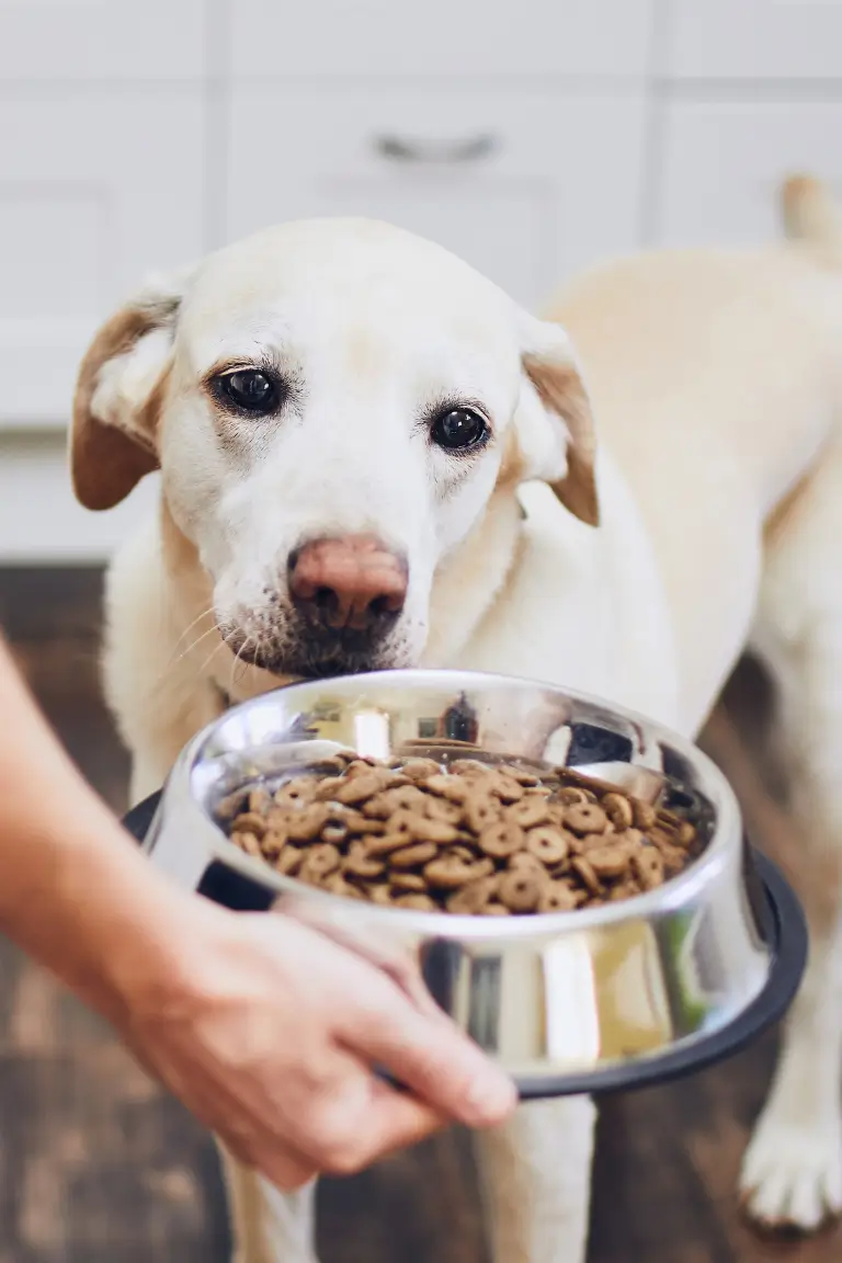 a dog looking at a bowl of dog food held by his owner in a kitchen