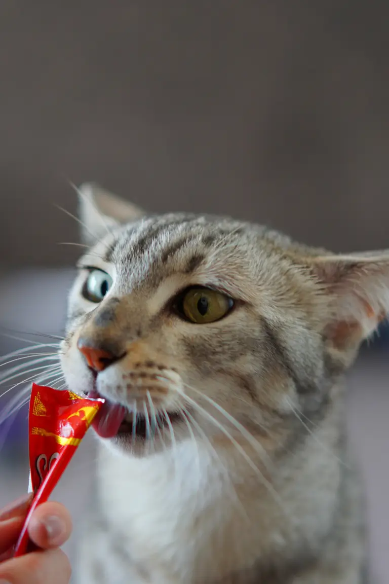 a grey and brown cat licking a red packet in an indoor setting