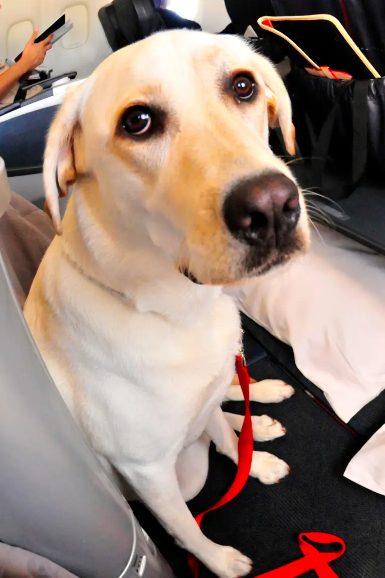 a light colored dog with a red leash sitting attentively on an airplane seat with another passenger holding a smartphone in the background