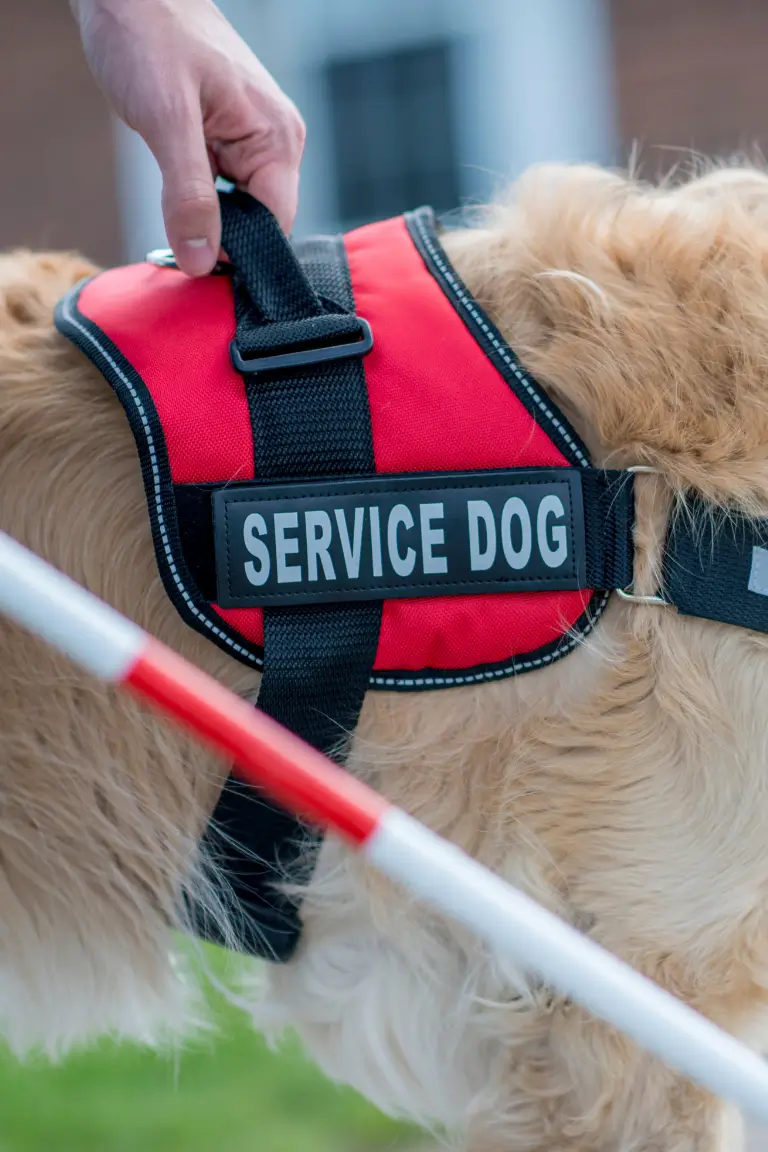 a service dog with golden fur and a red and black harness with a label that reads SERVICE DOG with a human hand holding the handle of the harness and a white building and greenery in the background