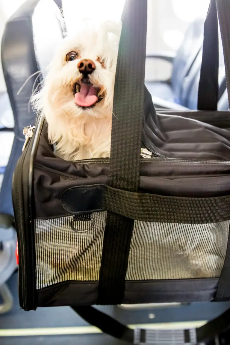 a small fluffy white dog with its tongue out sitting inside a black pet carrier bag with mesh sides with a blurred indoor background