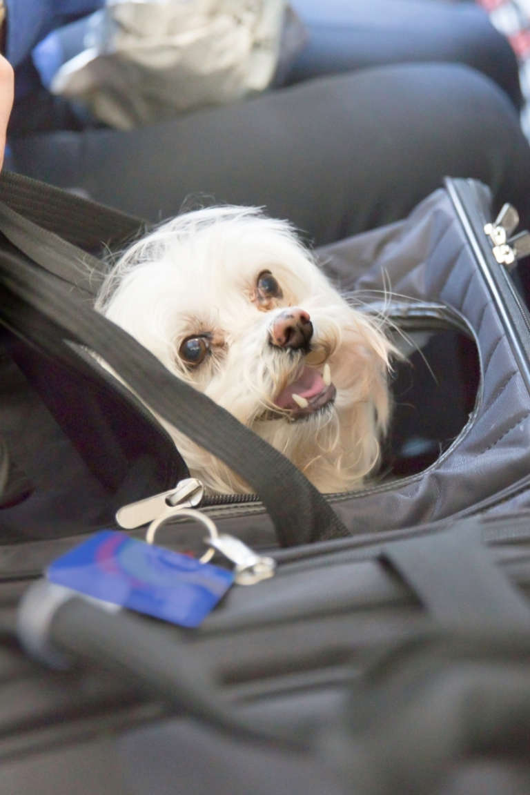 a small white dog in a black pet carrier on a passengers lap inside an airplane