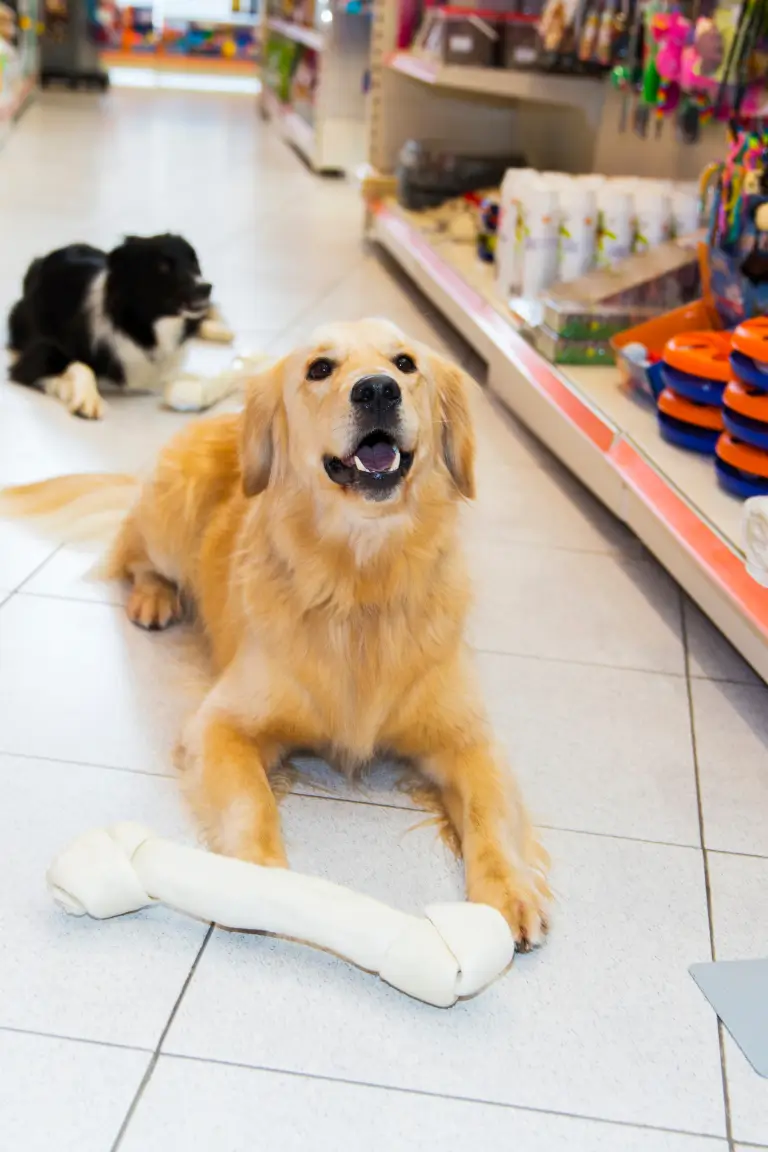 golden retriever dog sitting on the floor of a pet store with a large bone in front of it