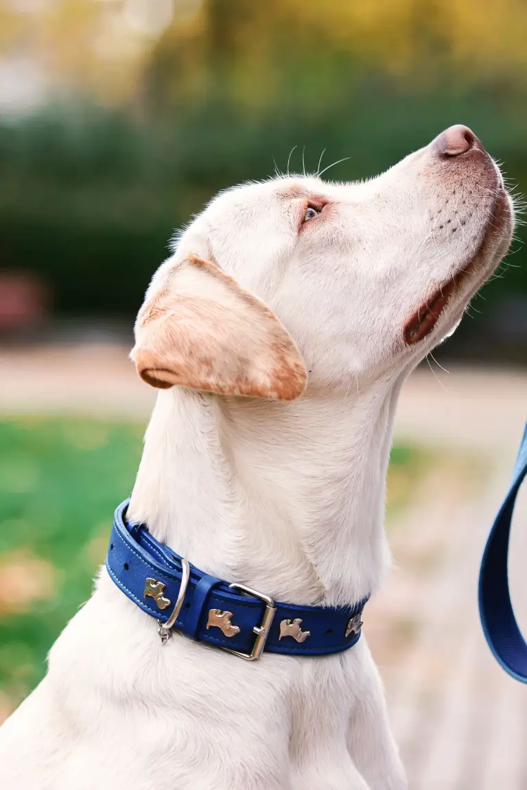 light colored dog with blue collar looking toward his owner