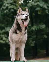 flying-with-husky