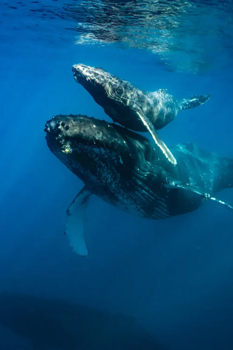 moorea swimming with whales furrtrekker