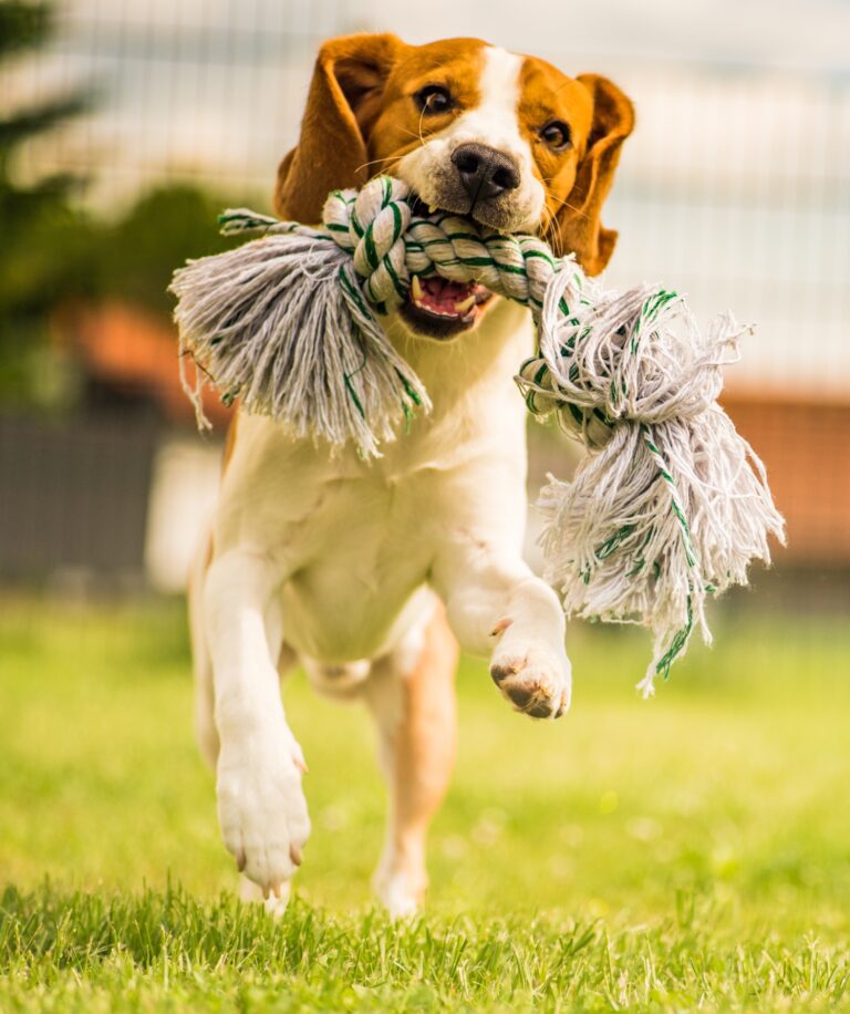 10 Best Spring Activities to Enjoy with Your Pet