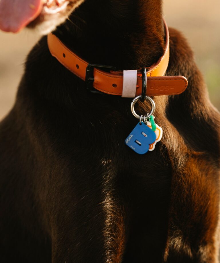 Never Lose Your Furry Friend Again: Top 5 Pet ID Tags