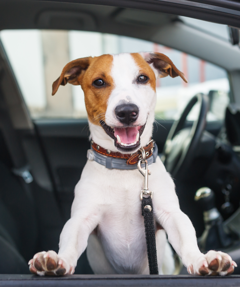 6 Tips for Training Your Dog to Travel