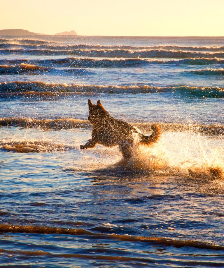 3 Famous Beaches I Visited with My Husky In California