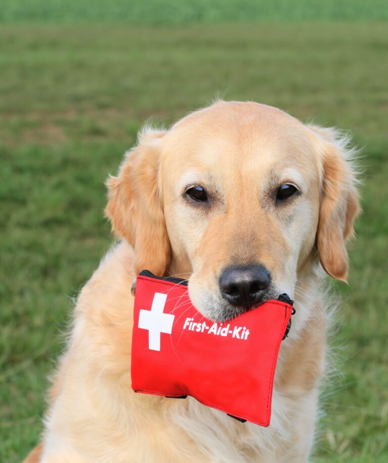 What to Pack in a Pet Emergency Kit