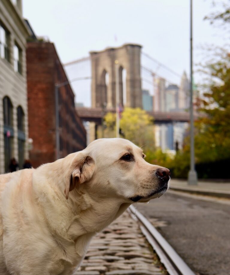 Where to Take Your Dog in New York City