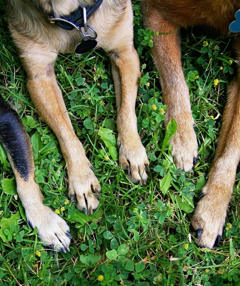 Protecting Your Pet’s Paws During a Heatwave