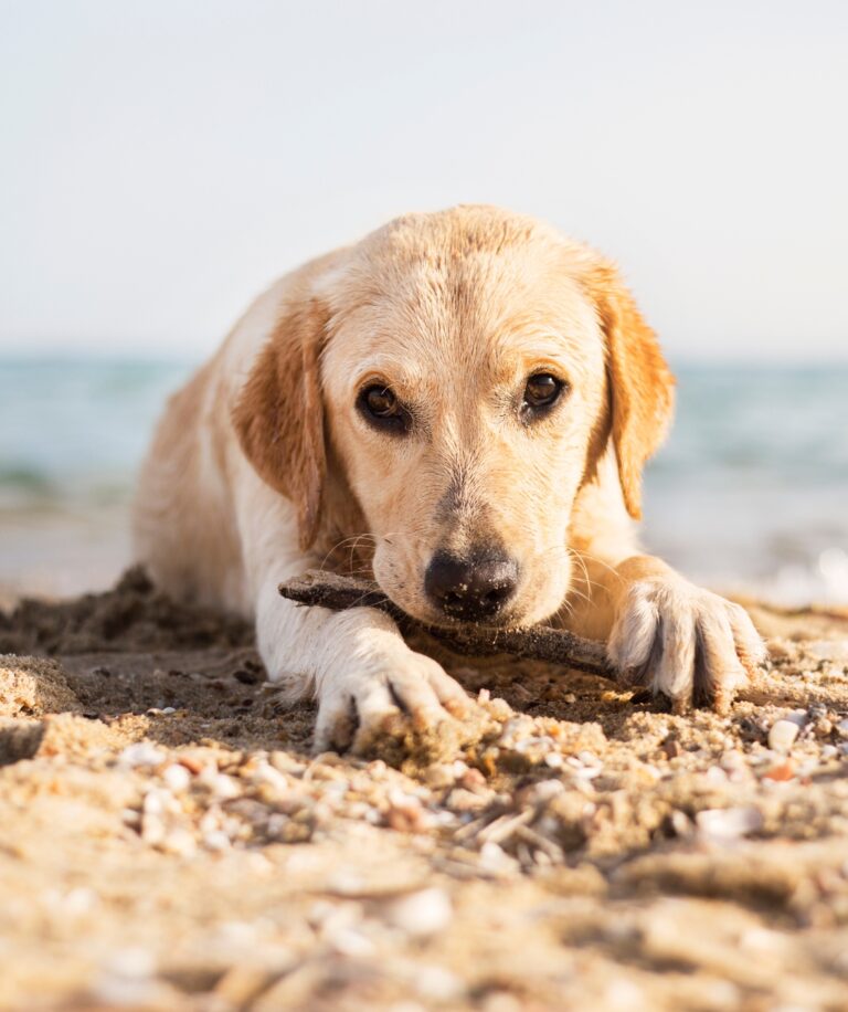 10 Fun Things to Do with Your Dog in Florida