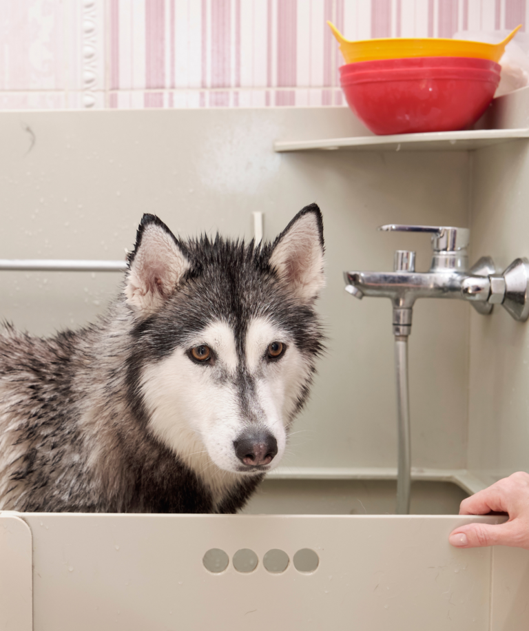 How to Groom Your Pet at Home