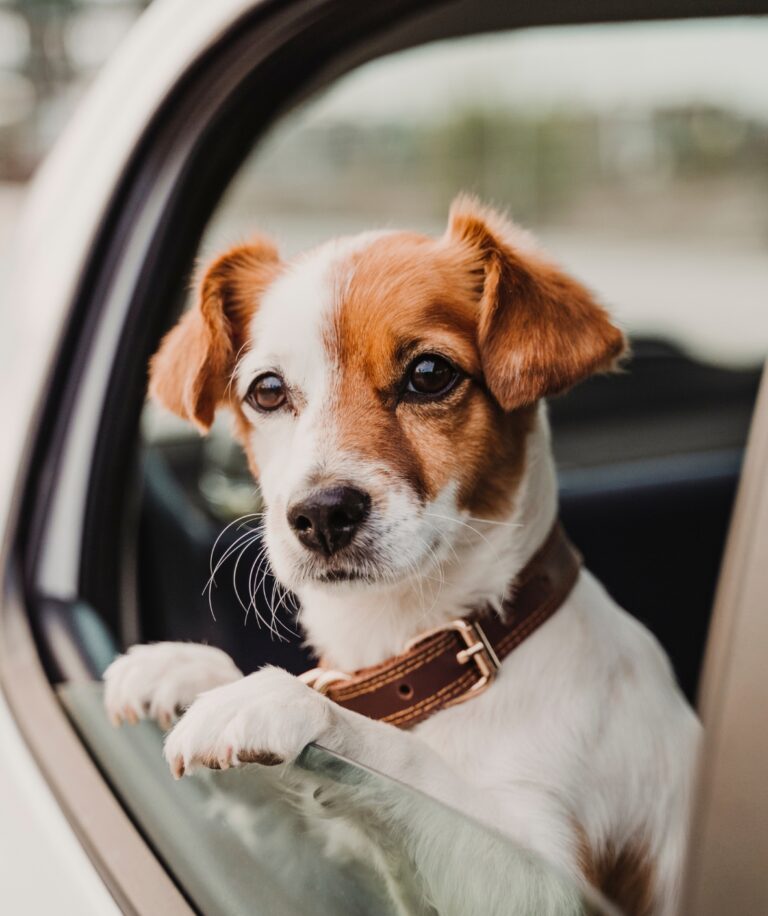 How to Help Pets with Carsickness