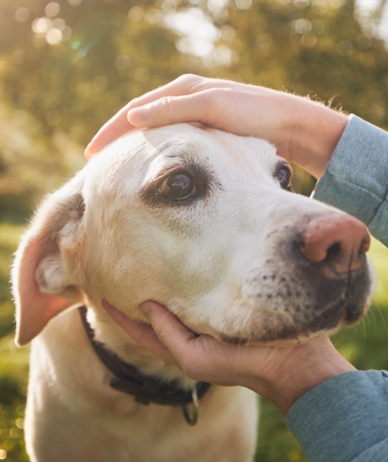 How to Travel Comfortably with Your Senior Dog