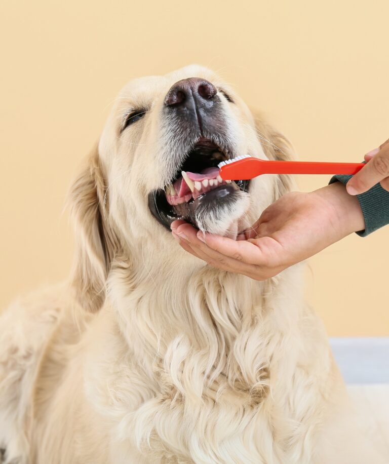 Why Dog Dental Health Matters?