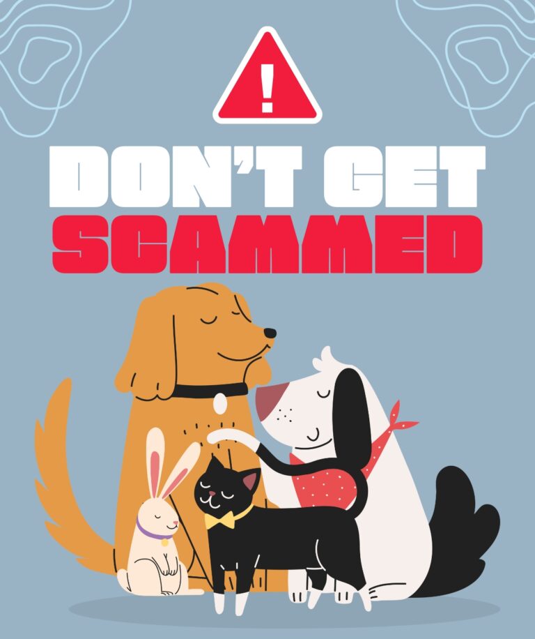 How to Spot and Avoid Pet Scams