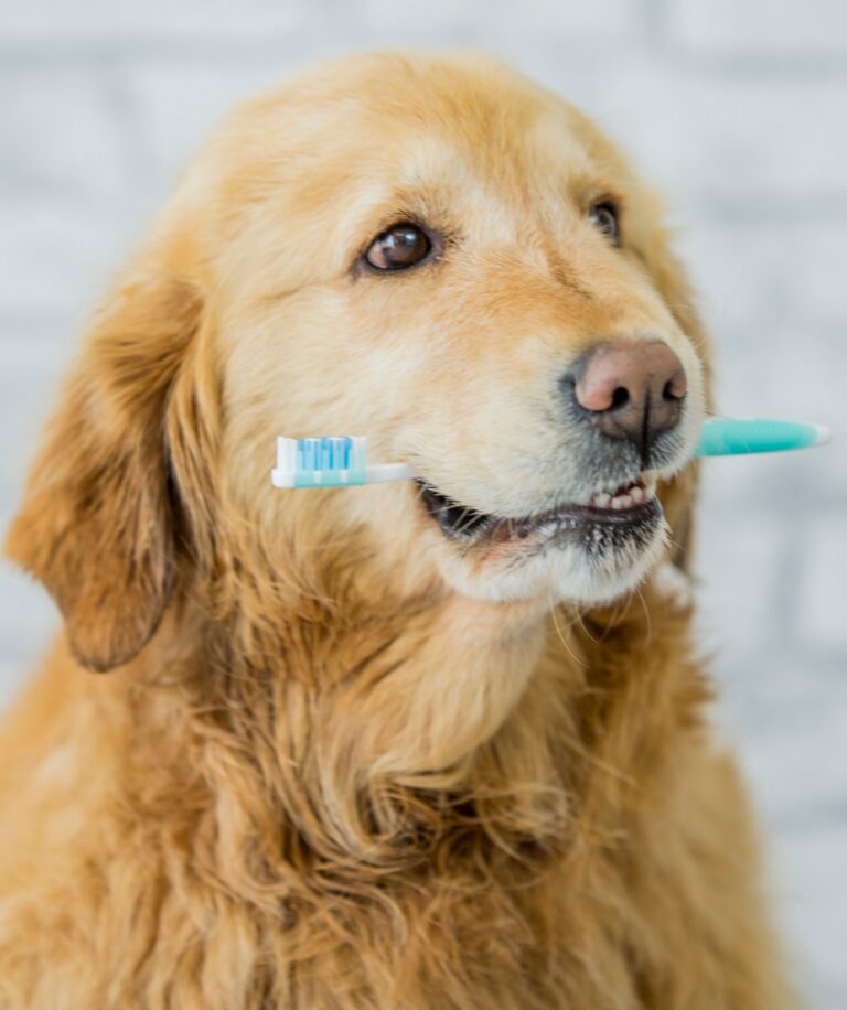 5 Common Dog Dental Problems and How to Prevent Them