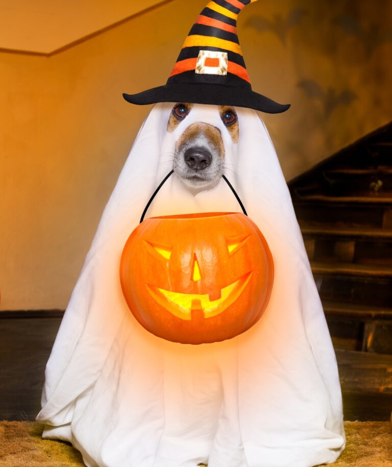 Simple Ways to Keep Pets Safe on Halloween