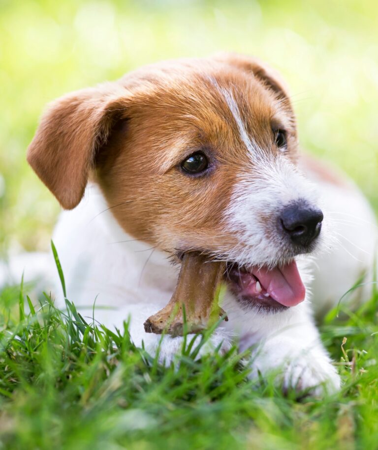 Do Dental Chews and Toys Actually Benefit Your Dog’s Teeth?